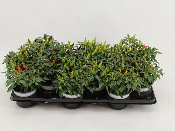 Capsicum An Overig gemengd Sombrero