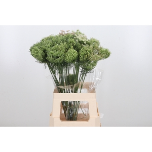 Daucus Carota Zaad