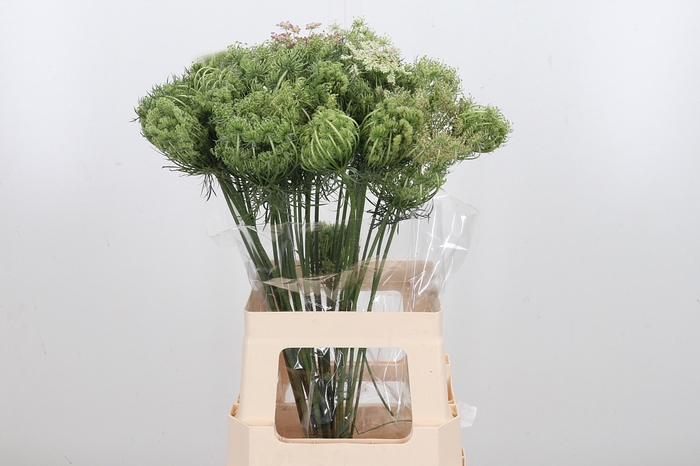 <h4>Daucus Carota Zaad</h4>