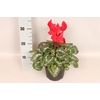Cyclamen  Super Serie XXL Fuji Red