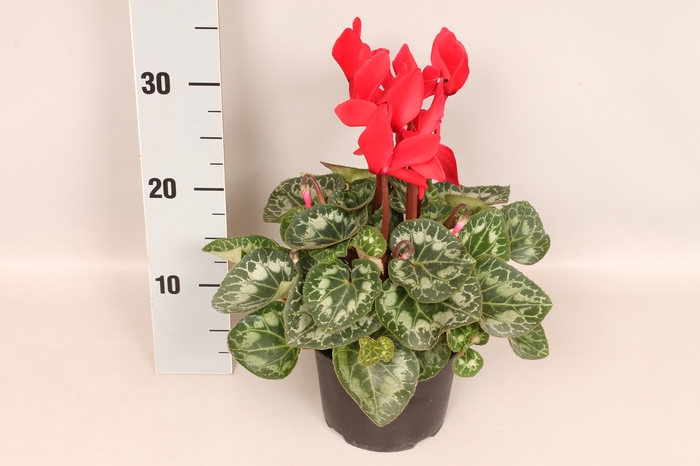 Cyclamen  Super Serie XXL Fuji Red