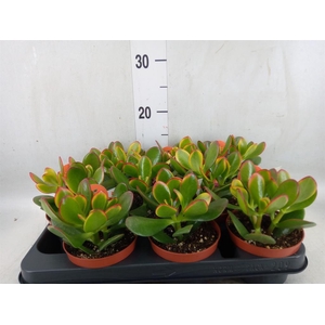 Crassula ovata 'Sunset'