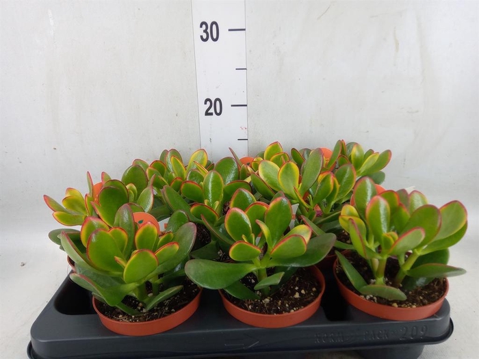<h4>Crassula ovata 'Sunset'</h4>