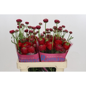 Ranunculus Romance Odon