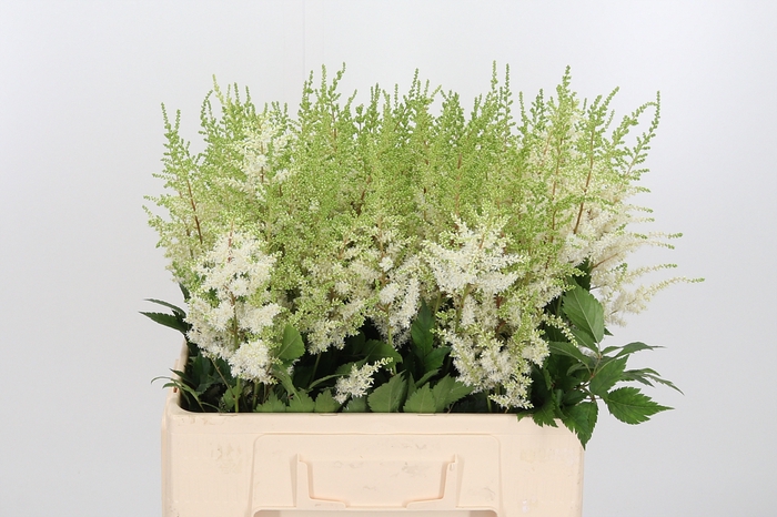<h4>Astilbe Diamant</h4>
