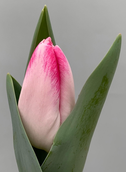 <h4>Tu En London Breed</h4>