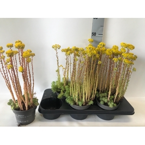 SEDUM OV