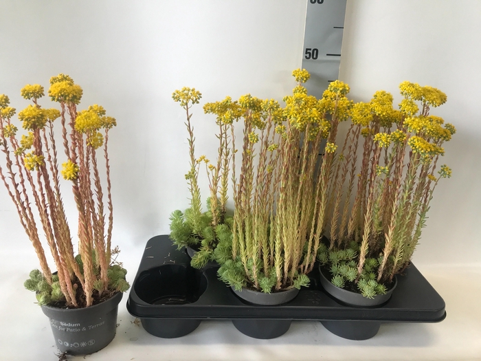 <h4>SEDUM OV</h4>