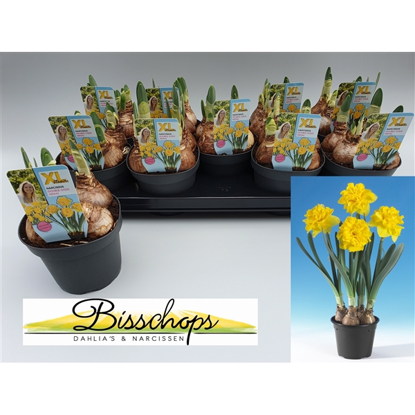 <h4>Narcissus Double gold medal</h4>