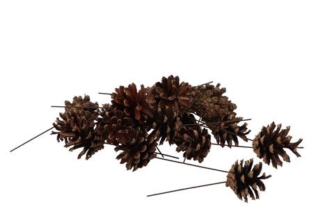 <h4>Pick Nature Silvester P/75</h4>