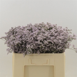 Limonium Safora Oshi Pink