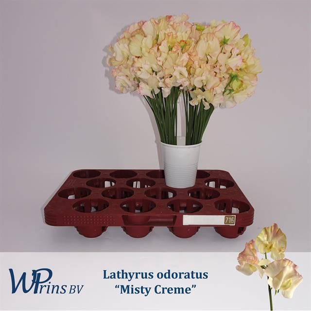<h4>LATHYR MIST CREME</h4>