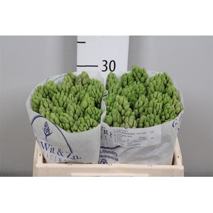 Hyac Splend Cornelia