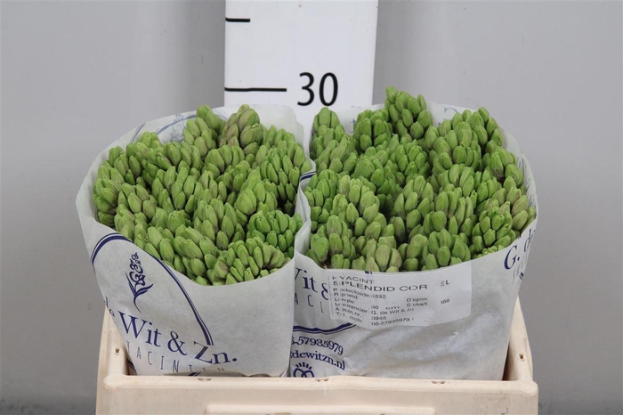 <h4>Hyac Splend Cornelia</h4>