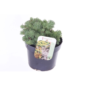 Sedum forsterianum Oracle