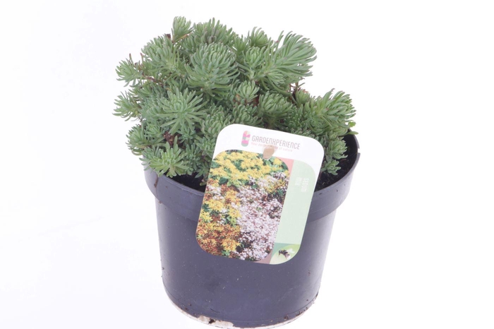 <h4>Sedum forsterianum Oracle</h4>