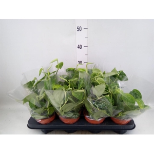 Scindapsus pictus 'Trebie'