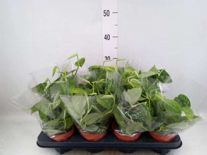<h4>Scindapsus pictus 'Trebie'</h4>