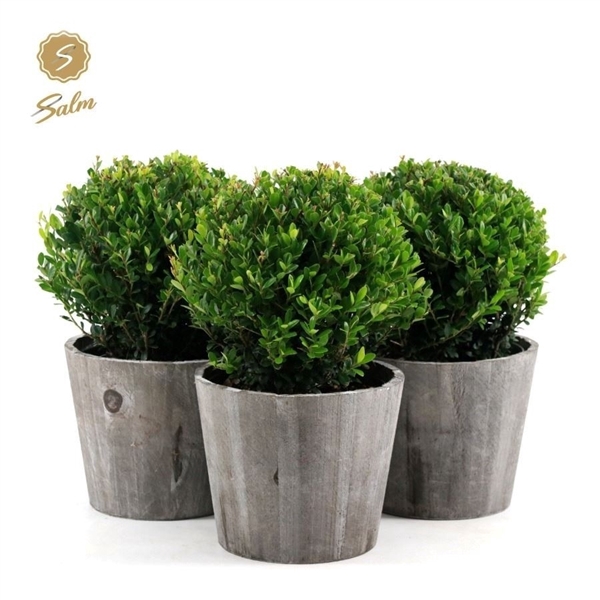 <h4>Ilex crenata 'Jenny'® Ball Ø20cm P17 in Wood</h4>
