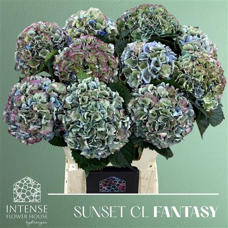 <h4>HYDR M ROY SUNSET CL FANTASY</h4>