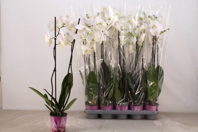 <h4>PHAL OV WIT</h4>