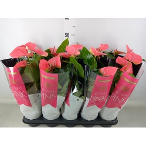 Anthurium andr. 'Sweet Dream'