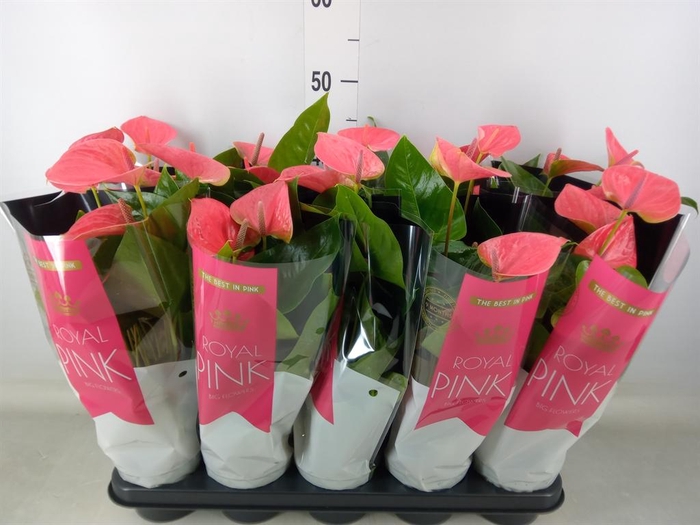 <h4>Anthurium andr. 'Sweet Dream'</h4>
