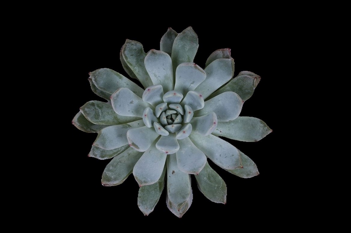 <h4>Echeveria Ov</h4>