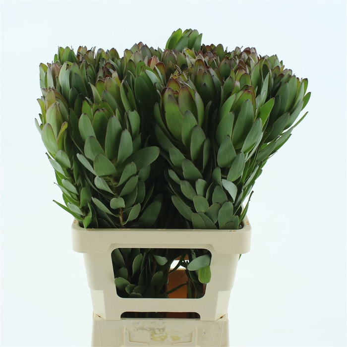 <h4>Leucad Gold Strike Extra</h4>