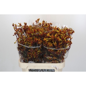 Anigozanthos Gold Fever