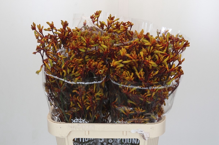 Anigozanthos Gold Fever