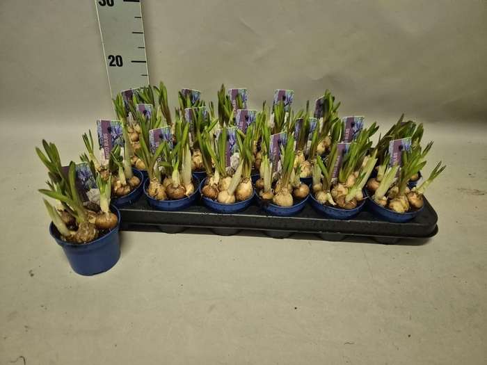 <h4>BOLBLOEMEN GEM</h4>