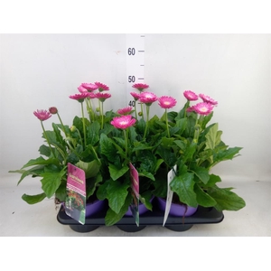 Gerbera  'Garvinea Classic Femmy'