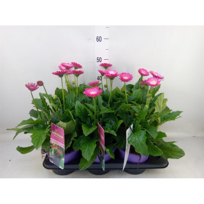 <h4>Gerbera 'Garvinea Classic Femmy'</h4>