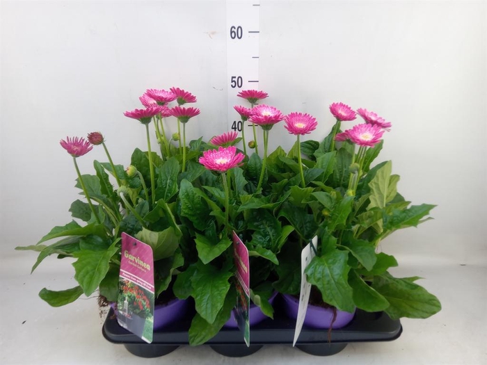 <h4>Gerbera  'Garvinea Classic Femmy'</h4>