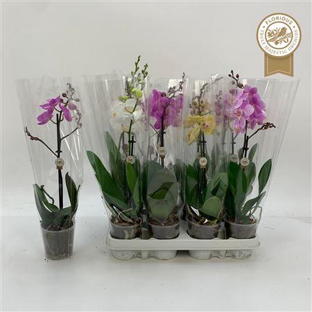 <h4>Phal Gemengd 1 Branche 9+</h4>