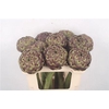 Cynara Sc Purple Rom