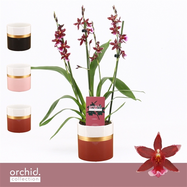 <h4>Barrocco Red, 3/4-spike Compact in Dolomite Horizon 'Orchid Collection'</h4>