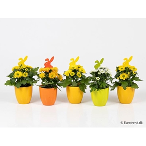 CHRYS.IND.HYBRID MINI