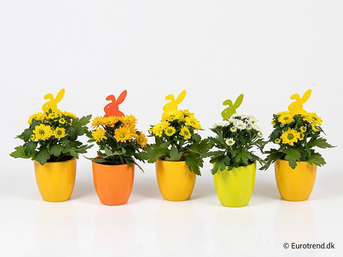 <h4>CHRYS.IND.HYBRID MINI</h4>