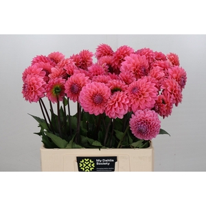 Dahlia Doris Duke