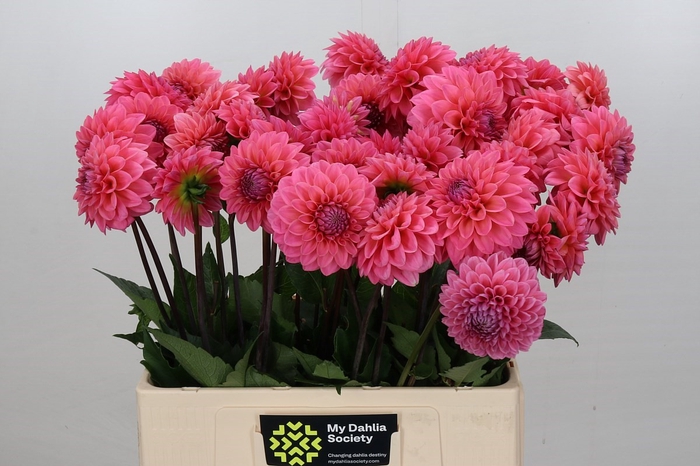 <h4>Dahlia Doris Duke</h4>