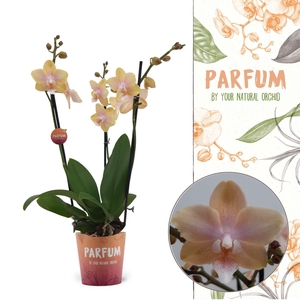 Parfum | Bolgheri Lemon | Phalaenopsis 3 spike