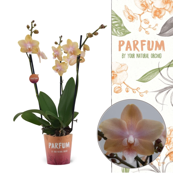 <h4>Parfum | Bolgheri Lemon | Phalaenopsis 3 spike</h4>