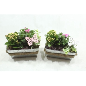 1247 ZINK RH TUINTJE