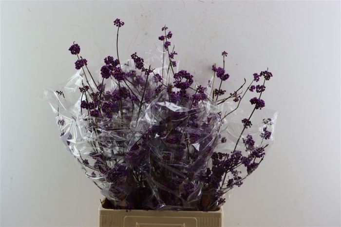 <h4>Callicarpa Bod Profusion</h4>