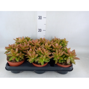 Sedum   ...