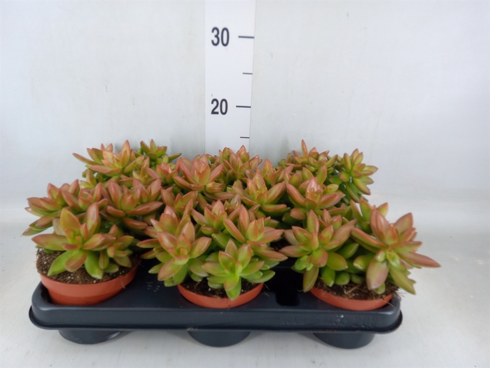 <h4>Sedum   ...</h4>