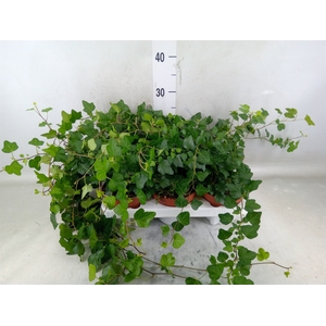 Hedera helix 'Wonder'