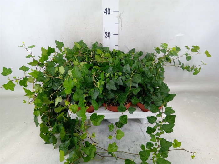 <h4>Hedera helix 'Wonder'</h4>
